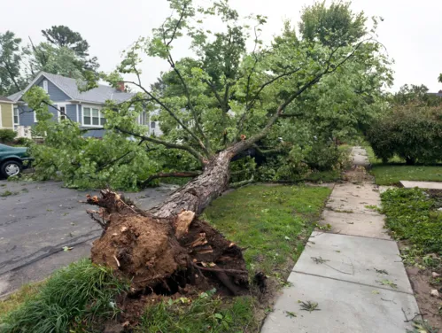 Tree pulled out of the ground by roots from storm damage.