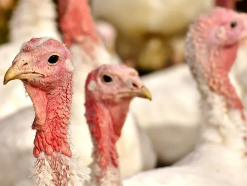 Commercial turkey flock.