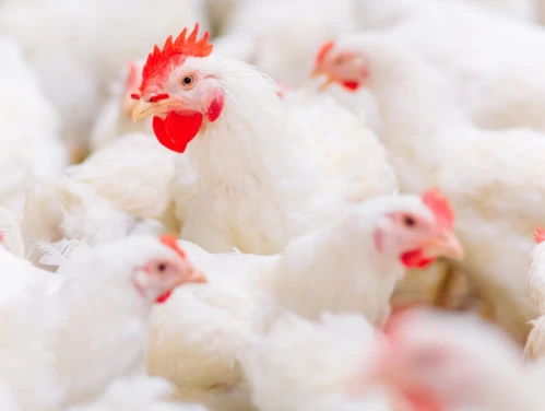 Chickens at commercial farm.