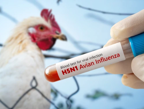 Chicken in background with hand holding vile of blood test for HPAI Aviation Flu or H5N1.