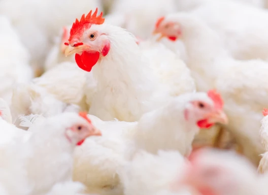 Chickens at commercial farm.