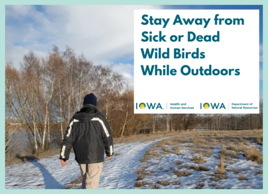 Stay away from sick or dead wild birds while outdoors. Image of man walking on snowy trail near river and trees.