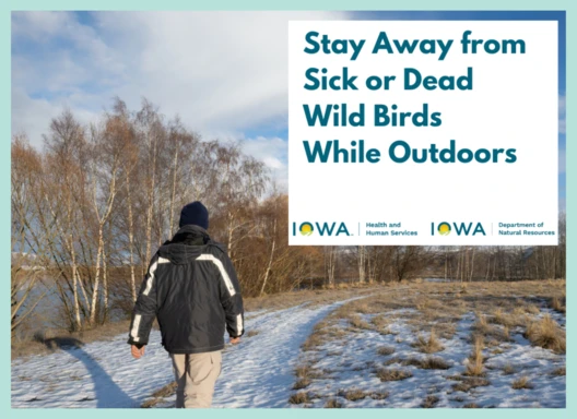 Stay away from sick or dead wild birds while outdoors. Image of man walking on snowy trail near river and trees.