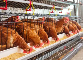 Commercial chicken farm with several chickens eating seed.