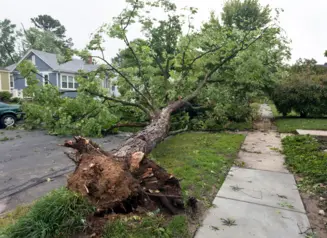 Tree pulled out of the ground by roots from storm damage.